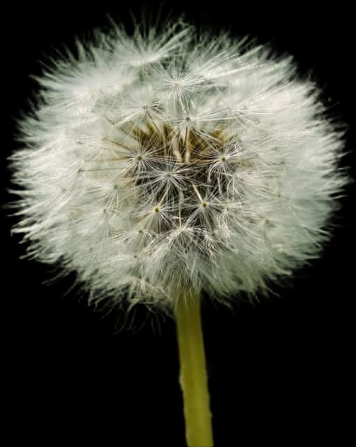Dandelion seed head, background removed