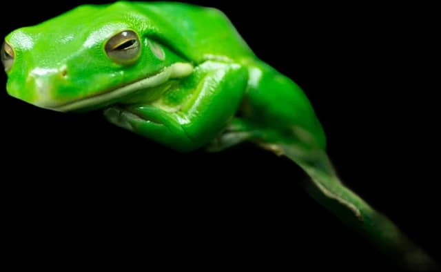 Green frog on a green leaf, background removed