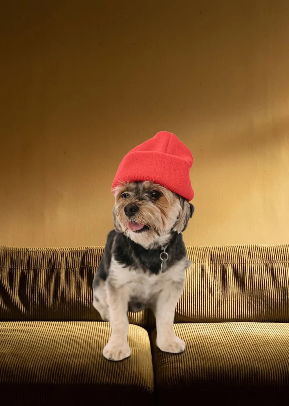 A dog from a studio photo placed on a sofa in a warmly lit room, colours as shot
