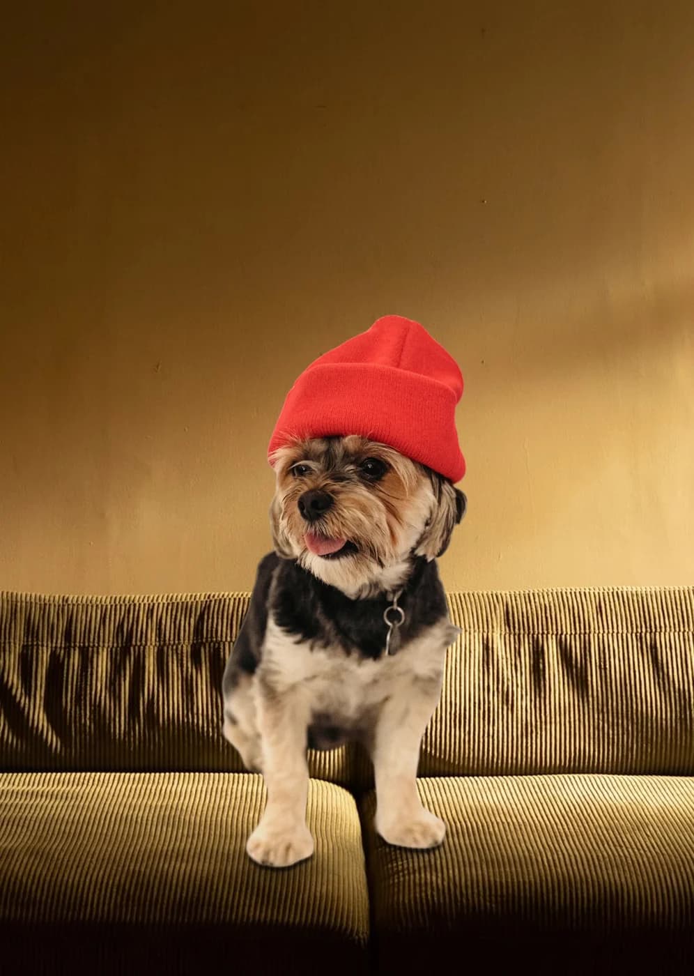 The same dog with its colours matched to the room's warm light